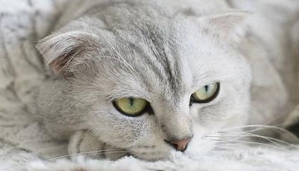 利来体育官方网站-董路：鲁能是裁判眼里的猛兽 “戏精”卡帅火不过3年